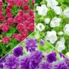 Collectie Winterharde Geraniums