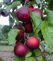 Tuin Eden Verkoopwinkel 27 'Cherrykose®'
