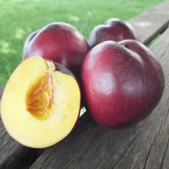 Zuilnectarine 'Licecol®' -Tuin Eden Verkoopwinkel 8901198741534