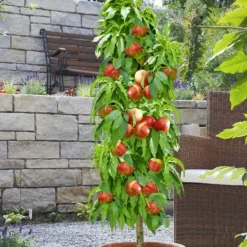 Zuilnectarine 'Licecol®'