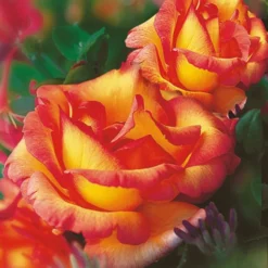 Set Clematis 'Avant Garde TM' & Klimroos 'Parure D'or®' -Tuin Eden Verkoopwinkel 8901292163102