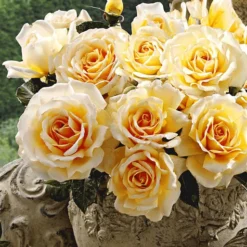 Bestsellers 17 Parfumroos 'Angie®'