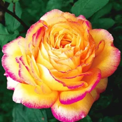 Collectie 'Parfumrozen' -Tuin Eden Verkoopwinkel 8901302714398