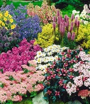 Vaste Planten Collectie 'Tuinvreugde'