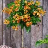 Campsis Stammetje 'Indian Summer®',1 Plant