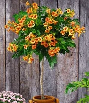 Campsis Stammetje 'Indian Summer®',1 Plant