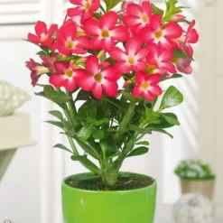 Kamerplanten Collectie -Tuin Eden Verkoopwinkel 8901572591646