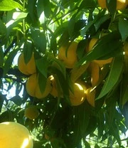 Perzik-Abrikoos 'Honeymoon' 3 Perzik-Abrikoos 'Honeymoon' - Afbeelding 3