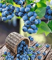 Tuin Eden Verkoopwinkel -Tuin Eden Verkoopwinkel 8901659852830