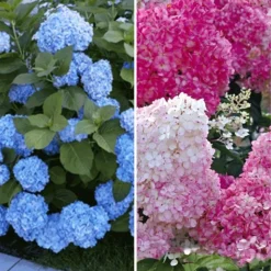 Hortensia Collectie Voor Een Voordeelprijs