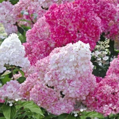 Hortensia Collectie Voor Een Voordeelprijs -Tuin Eden Verkoopwinkel 8901666177054