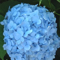 Hortensia Collectie Voor Een Voordeelprijs -Tuin Eden Verkoopwinkel 8901666242590