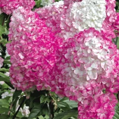 Hortensia Collectie Voor Een Voordeelprijs -Tuin Eden Verkoopwinkel 8901666308126