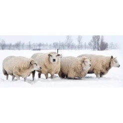 Winter Beschermingsmat Van Schapenwol 'grijs' -Tuin Eden Verkoopwinkel 8901687935006