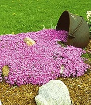 Bodembedekker Collectie 'roze En Blauw' 3 Bodembedekker Collectie 'roze En Blauw' - Afbeelding 3