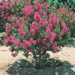 Bloeiende Struiken Collectie -Tuin Eden Verkoopwinkel 8902124732446