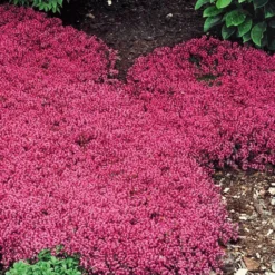 Bodembedekker Collectie Rood En Blauw -Tuin Eden Verkoopwinkel 8902126927902