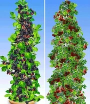 Zuilbessen Collectie