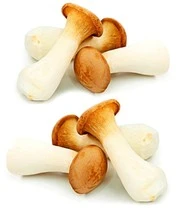 Kruisdisteloesterzwam Set