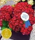 Tuinhortensia 'Ruby Tuesday®'