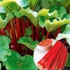 Doordragende Rabarber 'Livingstone'