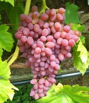 Pitloze Tafeldruif 'Kischmisch Rosé'