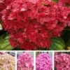 Vijf Kleuren Hortensia 'Together®'