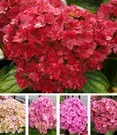 Vijf Kleuren Hortensia 'Together®'