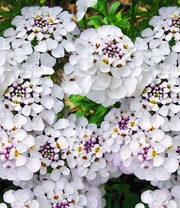 Winterharde Vaste Planten 'elegant In Wit' 5 Winterharde Vaste Planten 'elegant In Wit' - Afbeelding 5