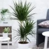Dracena 'Marginata' Ca. 120-130 Cm Hoog