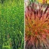 Onderhoudsvriendelijke Siergras Collectie
