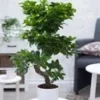 Kamerbonsai Ficus 'Ginseng' Ca. 50-60 Cm Hoog