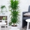 Dracena Reflexa '3 Etages' Ca. 120-130 Cm Hoog