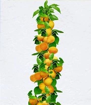 Fruit Voor Het Balkon & Terras 4 Fruit Voor Het Balkon & Terras - Afbeelding 4