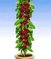 Fruit Voor Het Balkon & Terras 5 Fruit Voor Het Balkon & Terras - Afbeelding 5