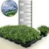 Isotoma 'Blue Foot®' 50 Stuks, Stevige Bodembedekker, Gazonvervanging