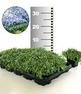 Isotoma 'Blue Foot®' 50 Stuks, Stevige Bodembedekker, Gazonvervanging