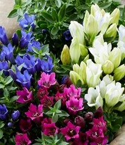 Tuin Eden Verkoopwinkel -Tuin Eden Verkoopwinkel 8948141031454