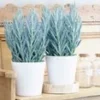 Senecio Aquarine® 'Mount Everest'