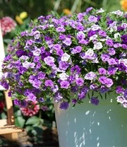 Calibrachoa Petunia Trixi® 'Blue Petticoat' 2 Calibrachoa Petunia Trixi® 'Blue Petticoat' - Afbeelding 2