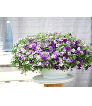 Calibrachoa Petunia Trixi® 'Blue Petticoat' 4 Calibrachoa Petunia Trixi® 'Blue Petticoat' - Afbeelding 4