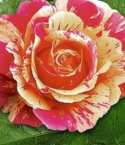 Schildersroos® 'Claude Monet®' 3 Schildersroos® 'Claude Monet®' - Afbeelding 3