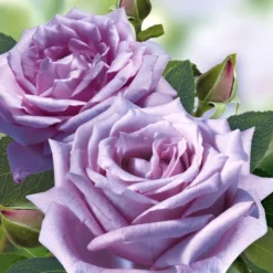 Set Clematis 'Florida Sieboldii' & Parfumroos 'Mamy Blue®' -Tuin Eden Verkoopwinkel 8973064011806