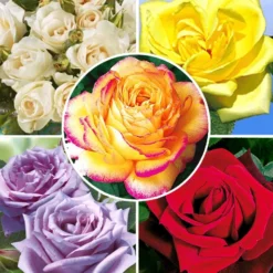 Collectie 'Parfumrozen'