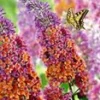 Buddleia 'Flower-Power®'