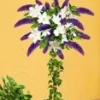 Buddleia Stammetje Met Clematis