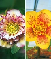 Tuin Eden Verkoopwinkel -Tuin Eden Verkoopwinkel 8973804437534