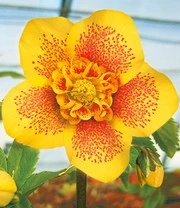 Gevulde Kerstrozen 'Festival Mix',set Van 2 4 Gevulde Kerstrozen 'Festival Mix',set Van 2 - Afbeelding 4