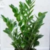 Zamioculcas