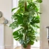 Monstera - Gatenplant Ca. 60-70 Cm Hoog